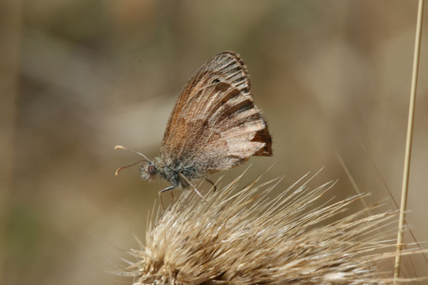 Farfalle della sardegna