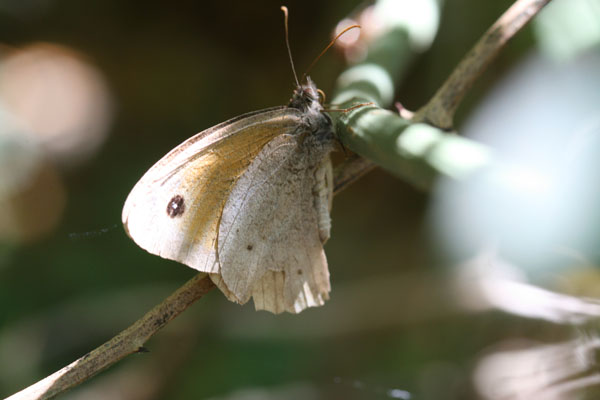 Farfalle della sardegna