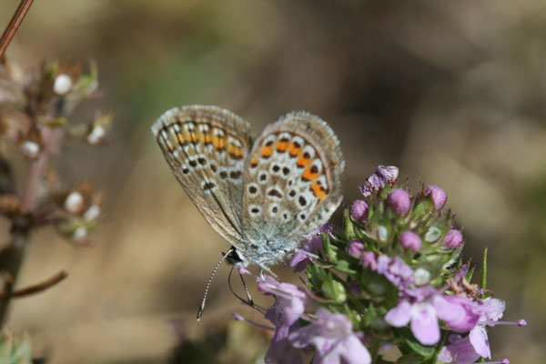 Plebejus?