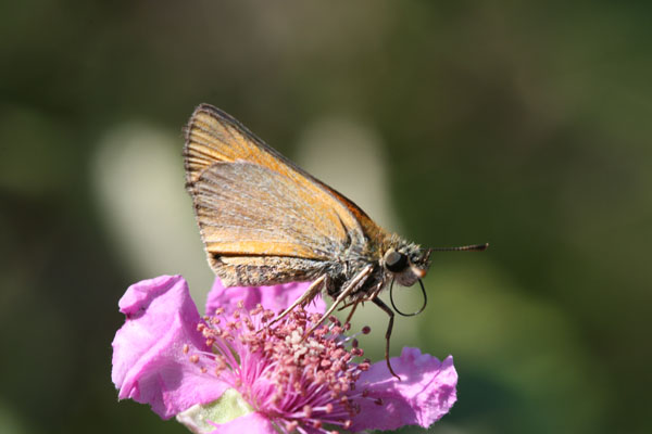 Hesperide nasuta....