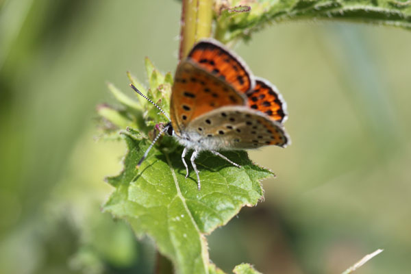 lycaena thersamon?