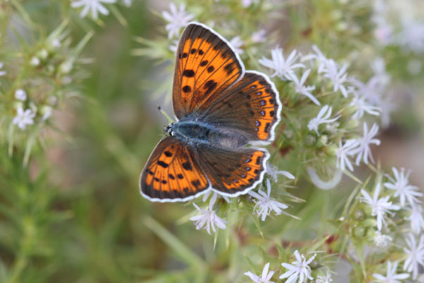 lycaena thersamon?