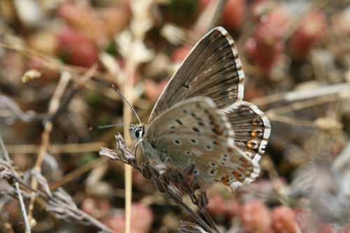 Identificazione licenide