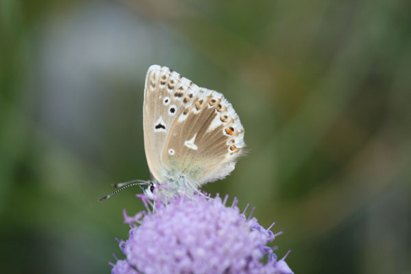 lycaena da identificare.