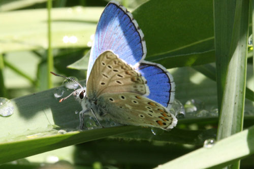 Licenide da identificare. - Polyommatus (Lysandra) bellargus