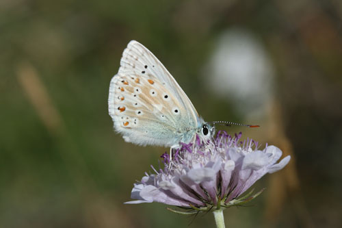 Licenide da identificare