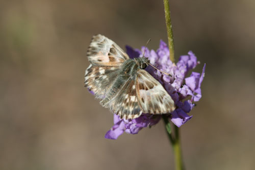 identificazione - Carcharodus lavatherae