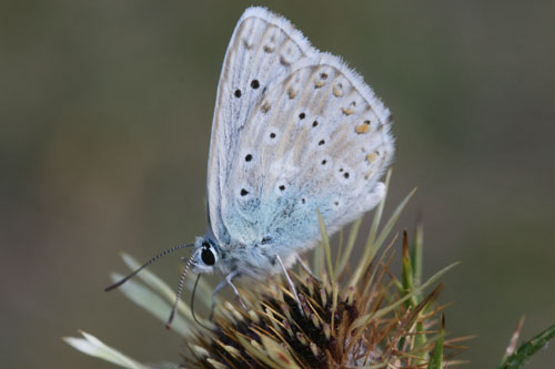 Polyommatus eros?