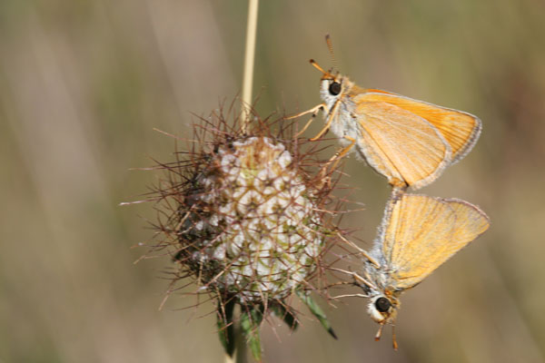 Accop Thymelicus lineola