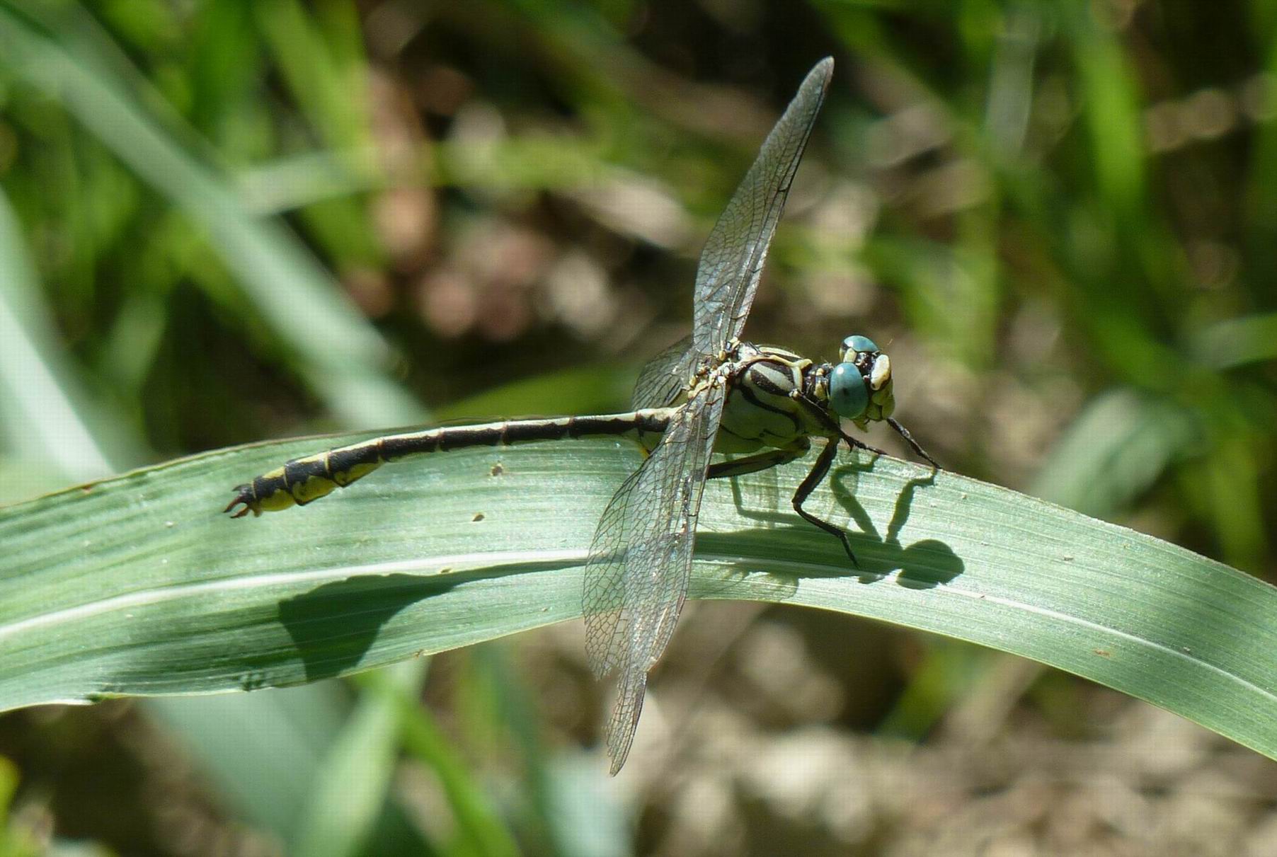 Gomphus flavipes