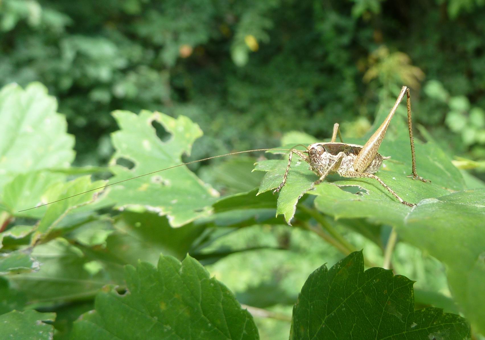 Rhacocleis sp. e Yersinella raymondi