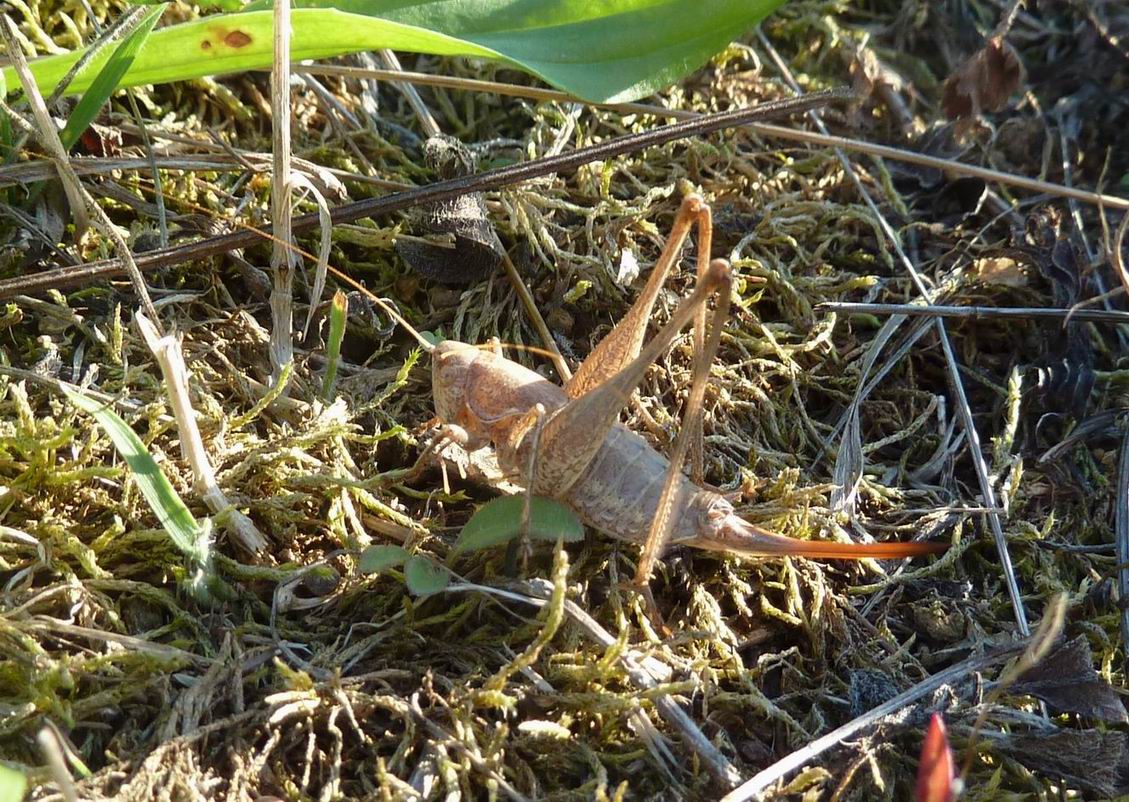 Rhacocleis sp. e Yersinella raymondi