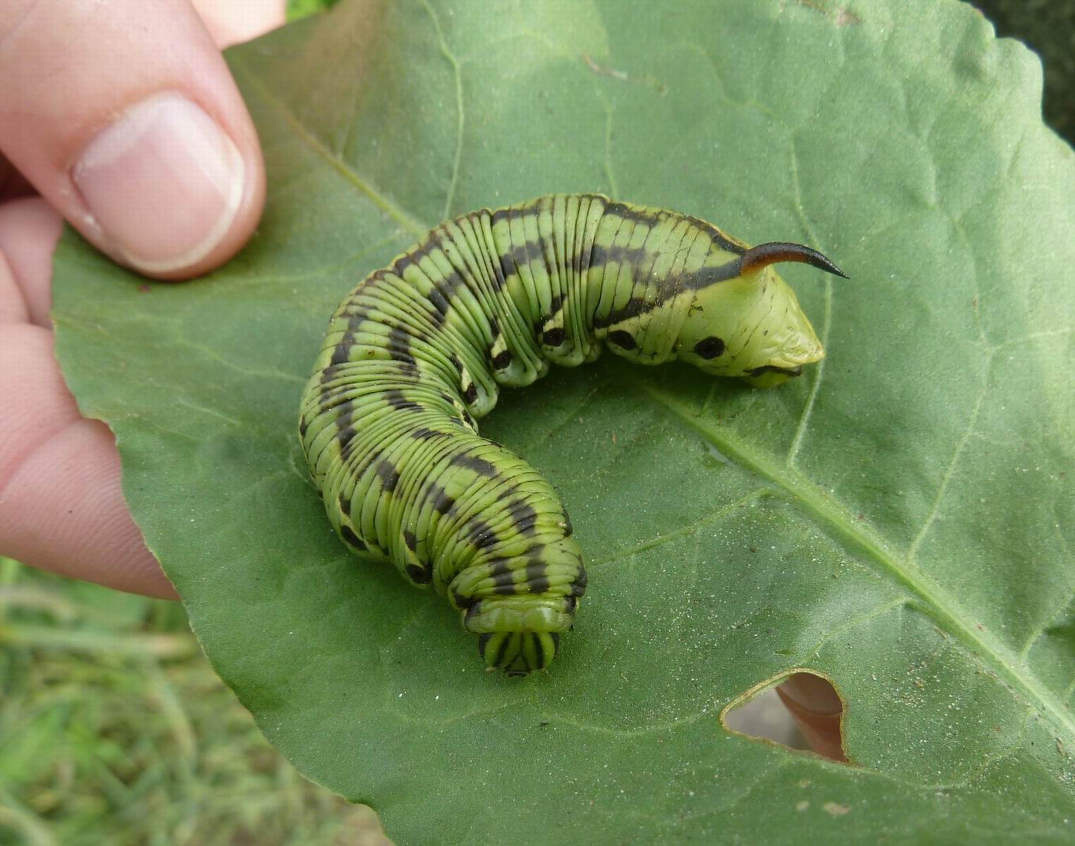 Bruco da identificare - Agrius convolvuli