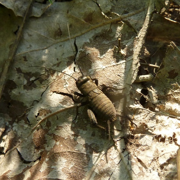 Melanogryllus desertulus