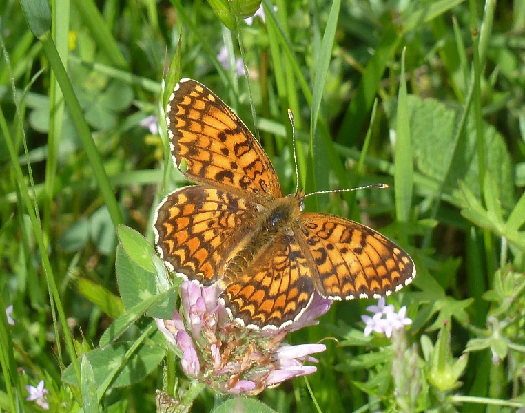 Melitaea...