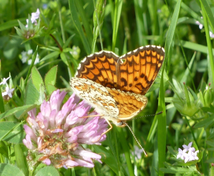 Melitaea...