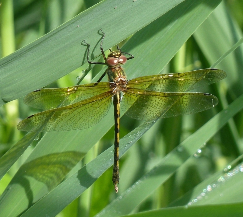 Oxygastra neosfarfallata