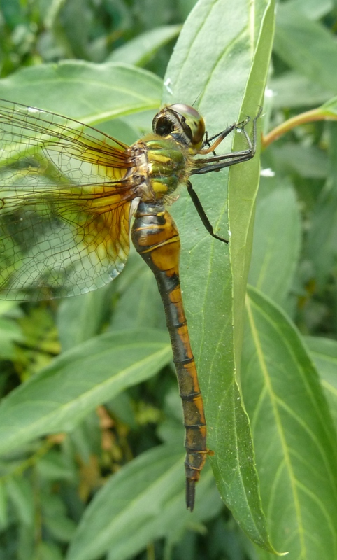 Somatochlora flavomaculata