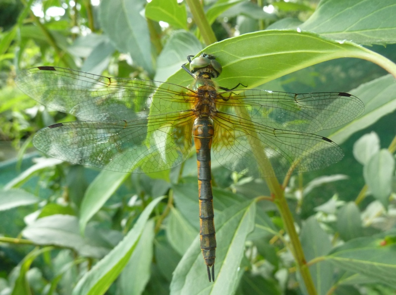 Somatochlora flavomaculata