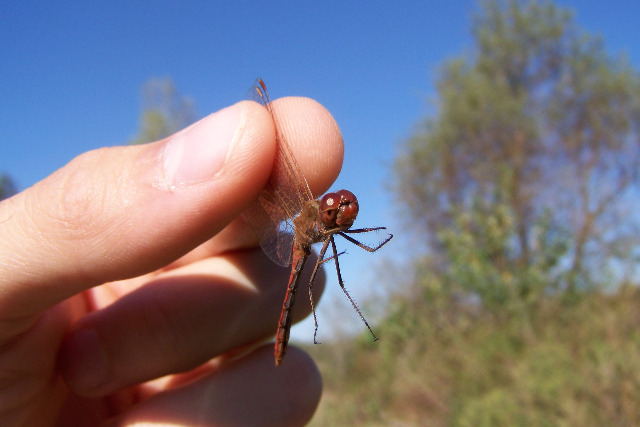 Sympetrum da identificare