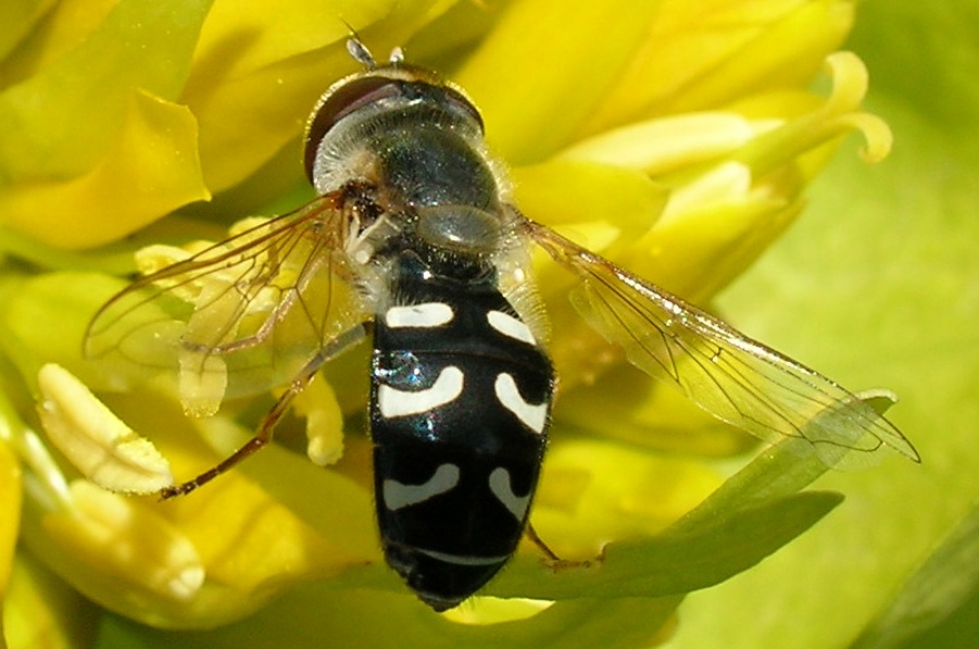 Syrphidae: Scaeva Pyrastri