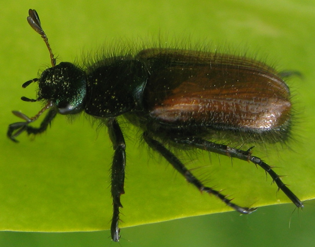 Phyllopherta horticola