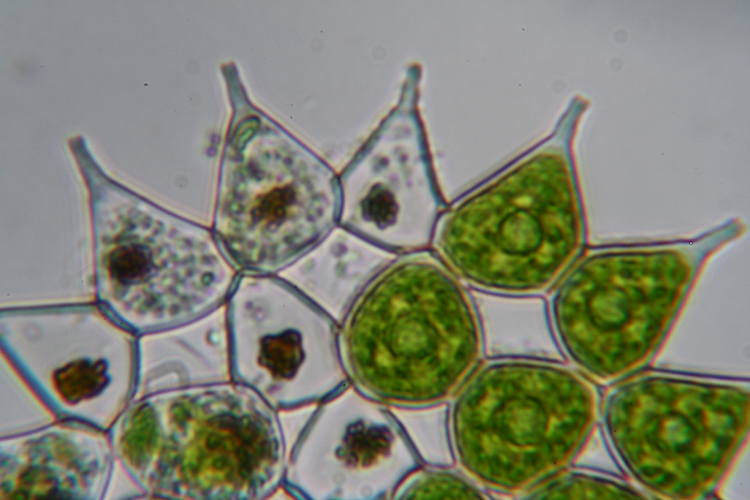 Pediastrum - aberrazione cromatica - forse prove definitive