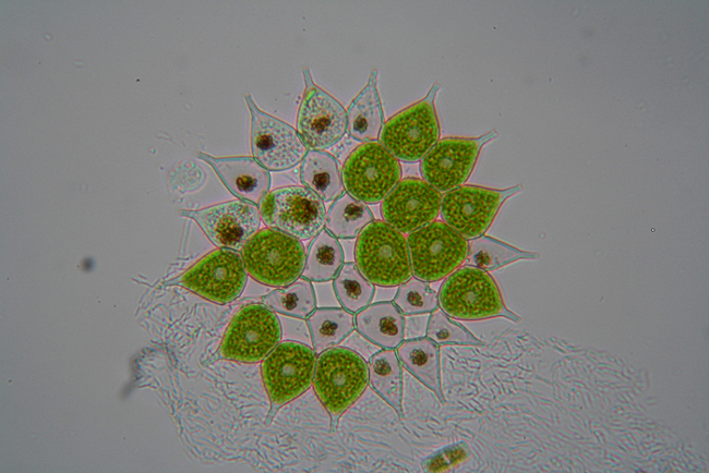 Pediastrum - aberrazione cromatica - forse prove definitive