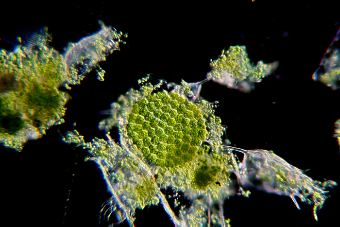 Pediastrum campo scuro