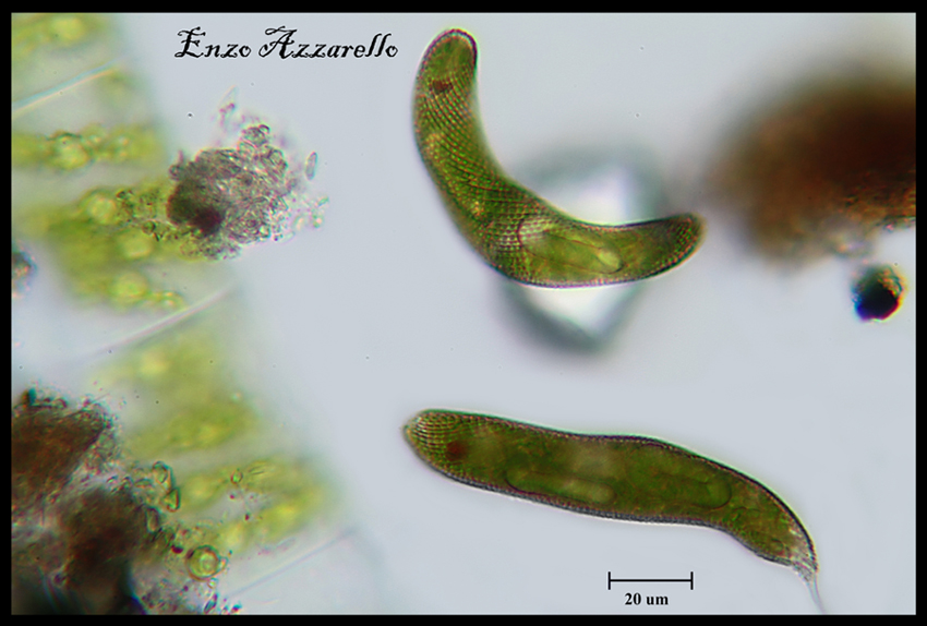 Euglena