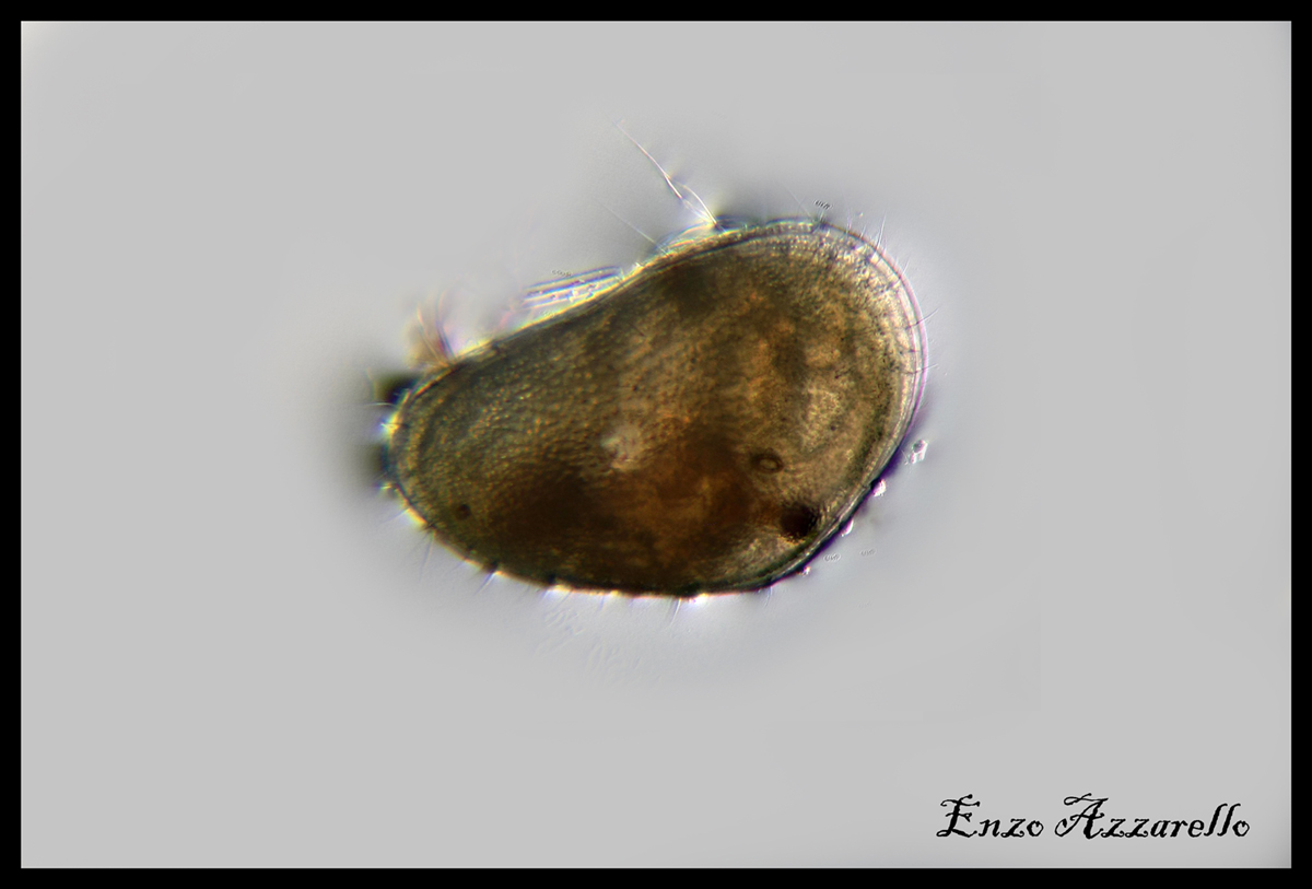 Ostracode