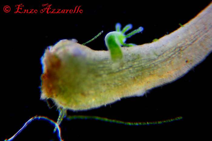 Hydra viridis - parte 2 - altre foto