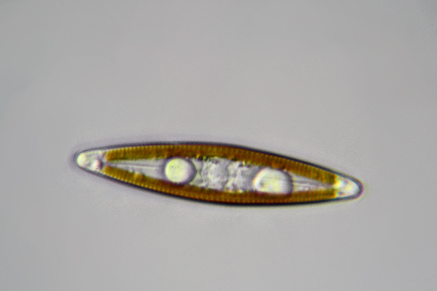 Navicula sp