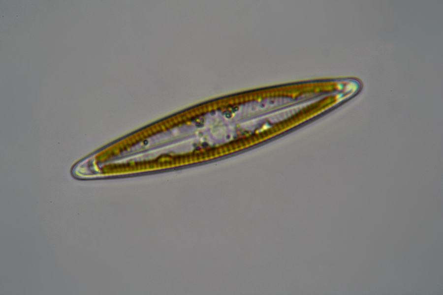 Navicula sp