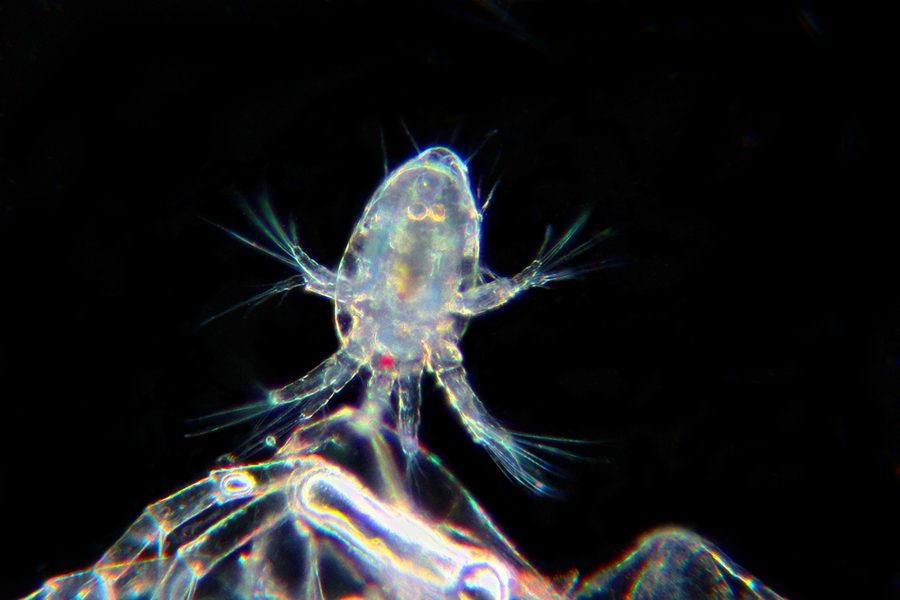 Nauplio di copepode