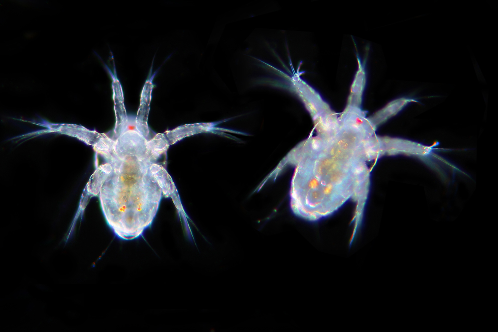 Nauplio di copepode