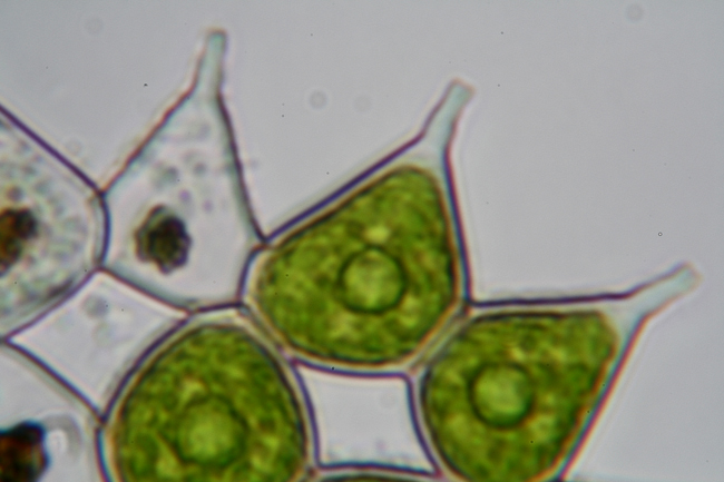 Pediastrum - aberrazione cromatica - forse prove definitive