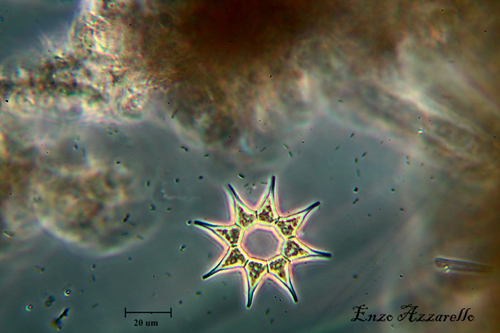 Pediastrum simplex 400x - contrasto di fase