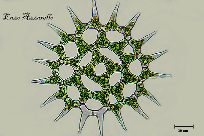 Pediastrum simplex campo chiaro - campo scuro