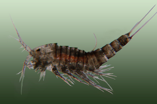 Copepodi