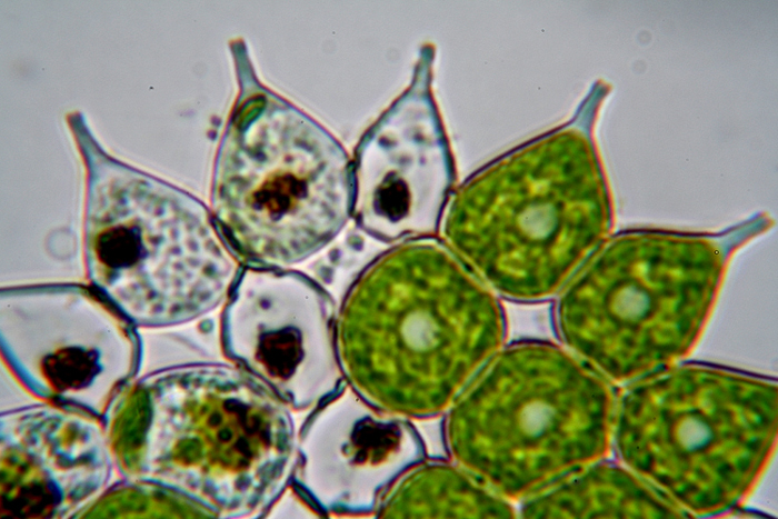 Pediastrum - aberrazione cromatica - forse prove definitive