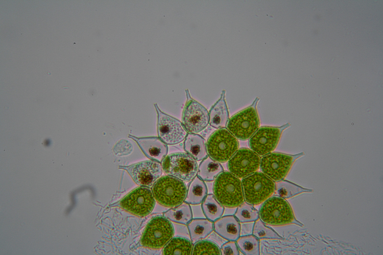 Pediastrum - aberrazione cromatica - forse prove definitive