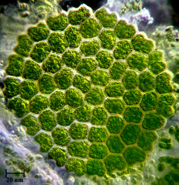 Pediastrum campo scuro