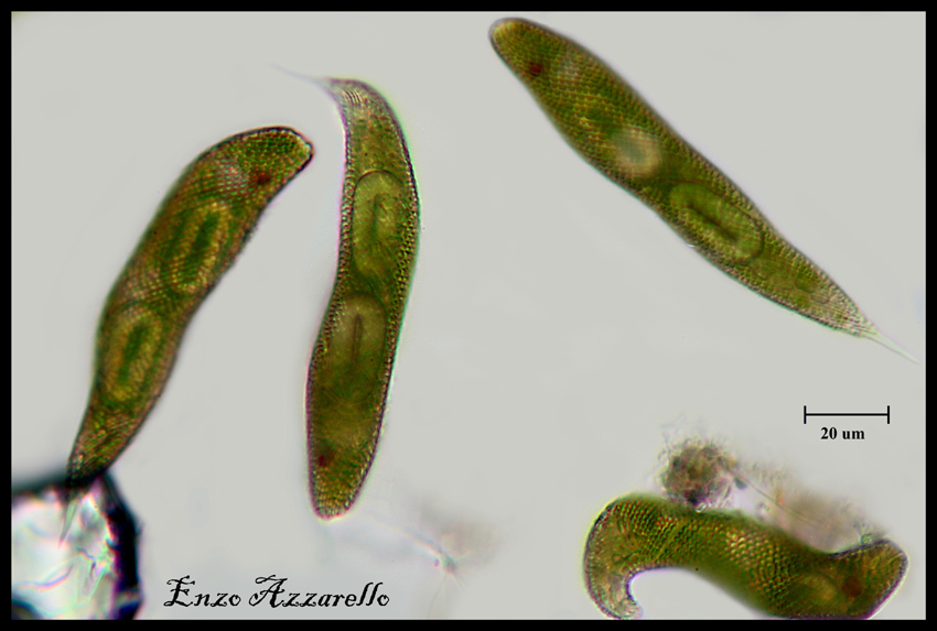 Euglena