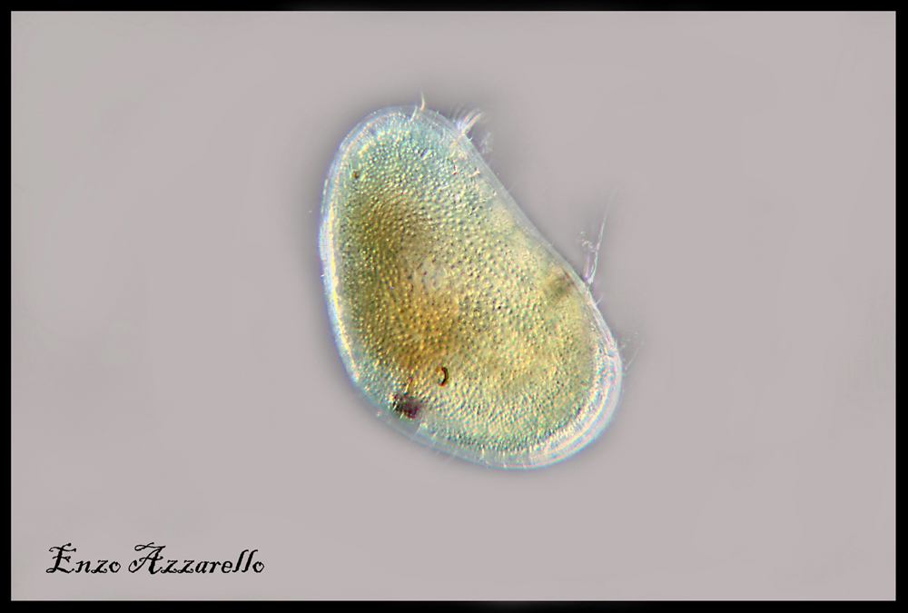 Ostracode