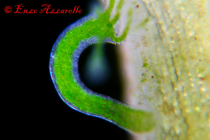 Hydra viridis - parte 2 - altre foto