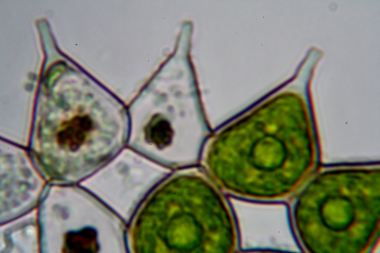 Pediastrum - aberrazione cromatica - forse prove definitive