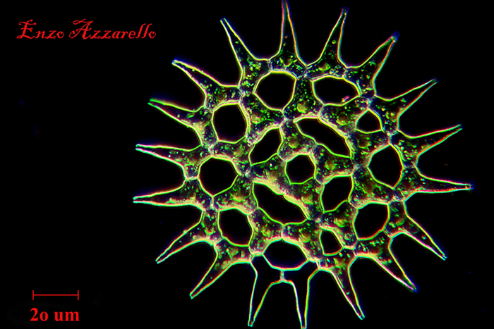 Pediastrum simplex campo chiaro - campo scuro