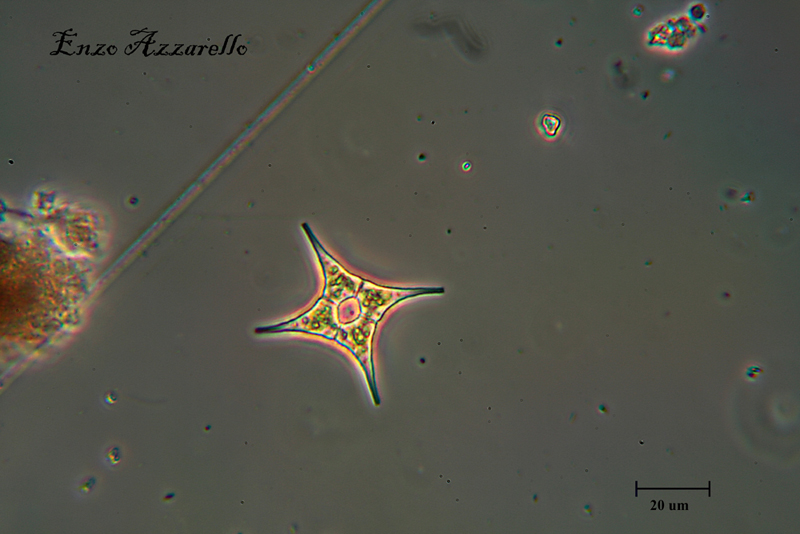 Pediastrum simplex?