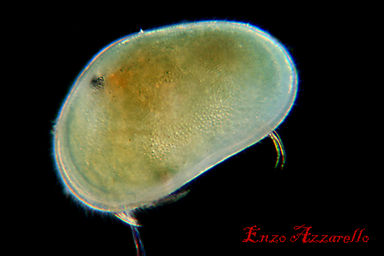 Ostracode